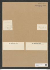 Diatomeae indet. Zeichnungen Sammlung Grunow Nr. 8380 (NHMW-BOT-W0377803)